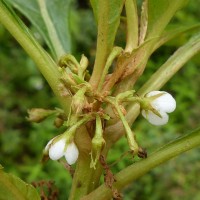 Rhynchotechum permolle (Nees) B.L.Burtt